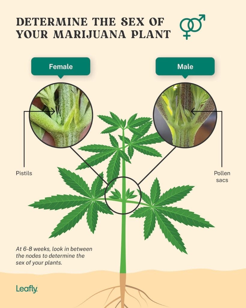 determining cannabis plant sex
